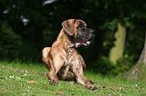 DOGUE ALLEMAND 809